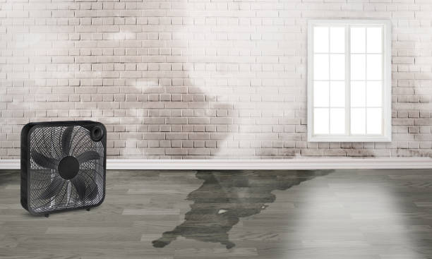 Best Water damage contractors near me  in Coal Fork, WV