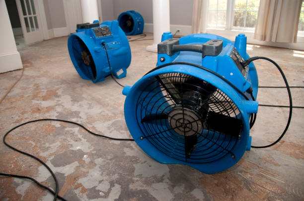 Best Basement water damage restoration  in Coal Fork, WV